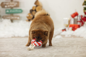 Beeztees Christmas dog toy lollypop - plīša rotaļlieta suņiem